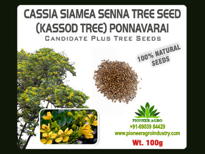 Cassia Siamea Senna